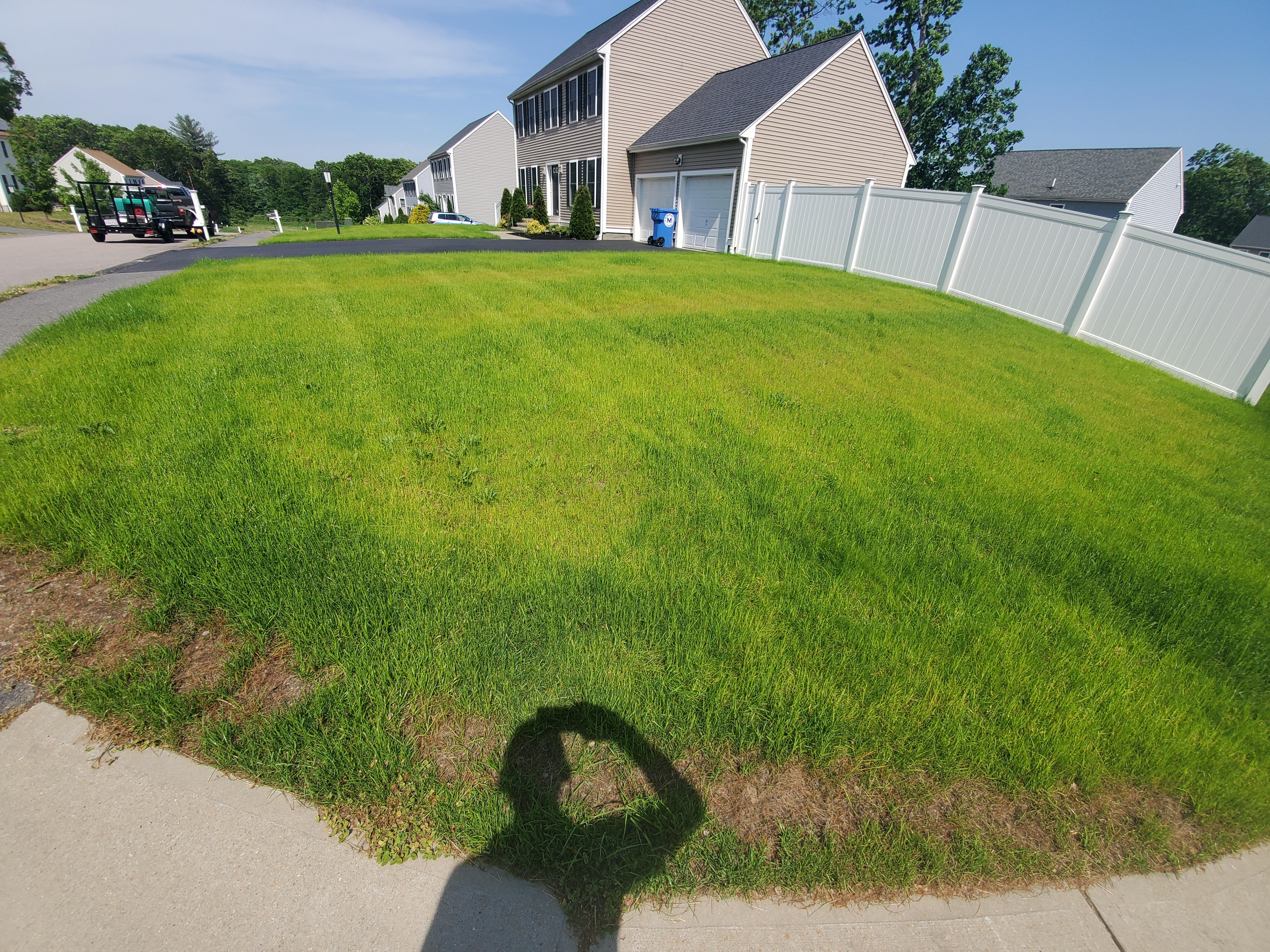 Lawn before treatment — thin growth and pale color