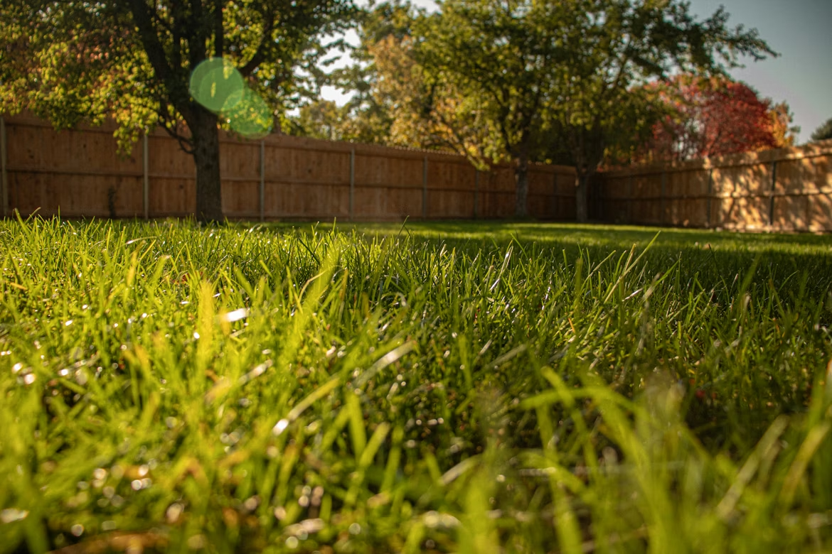 Lush green lawn in fenced backyard during autumn