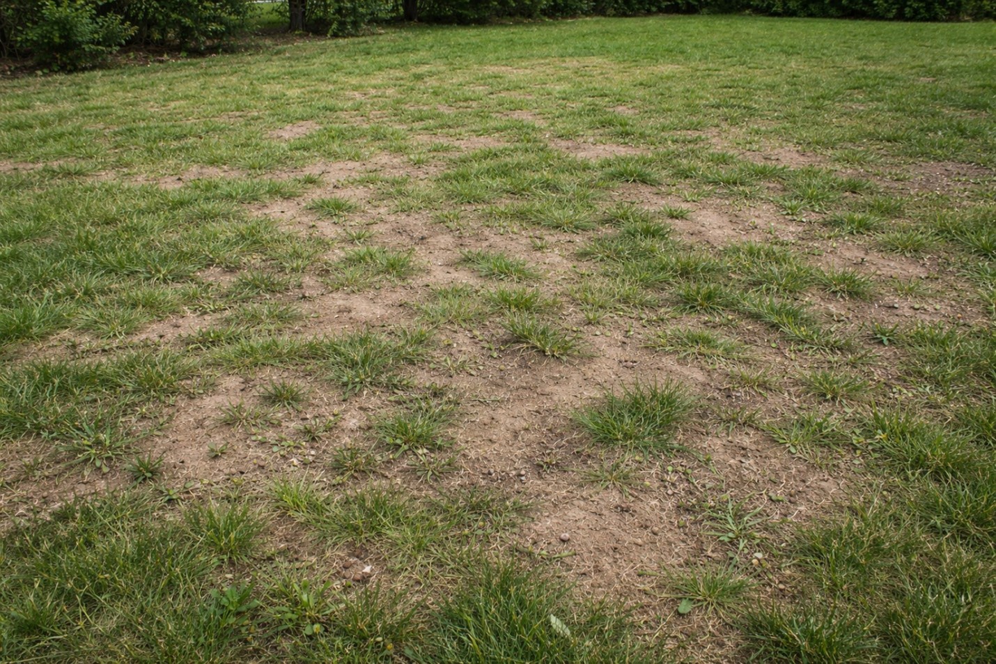 Lawn with bare spots and thin grass needing overseeding